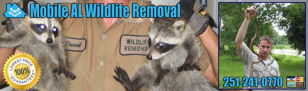 Mobile Wildlife and Animal Removal